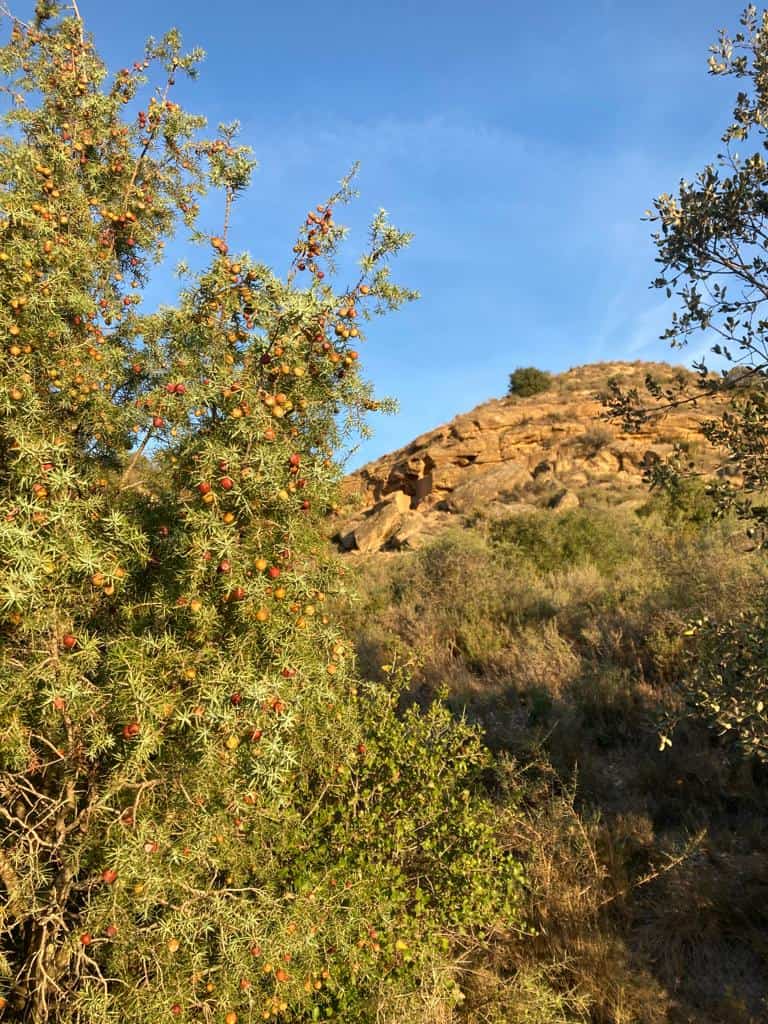 Enebro rojo o de la miera (Juniperus oxycedrus) en San Quílez.
