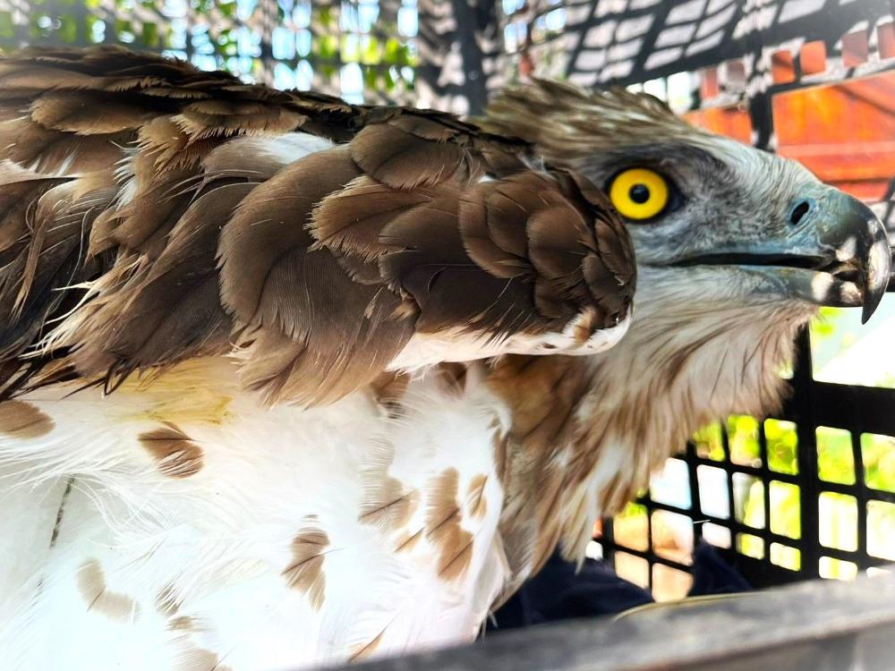 Imagen El área de Medio Ambiente de Binéfar realizó 180 atenciones a animales en 2025