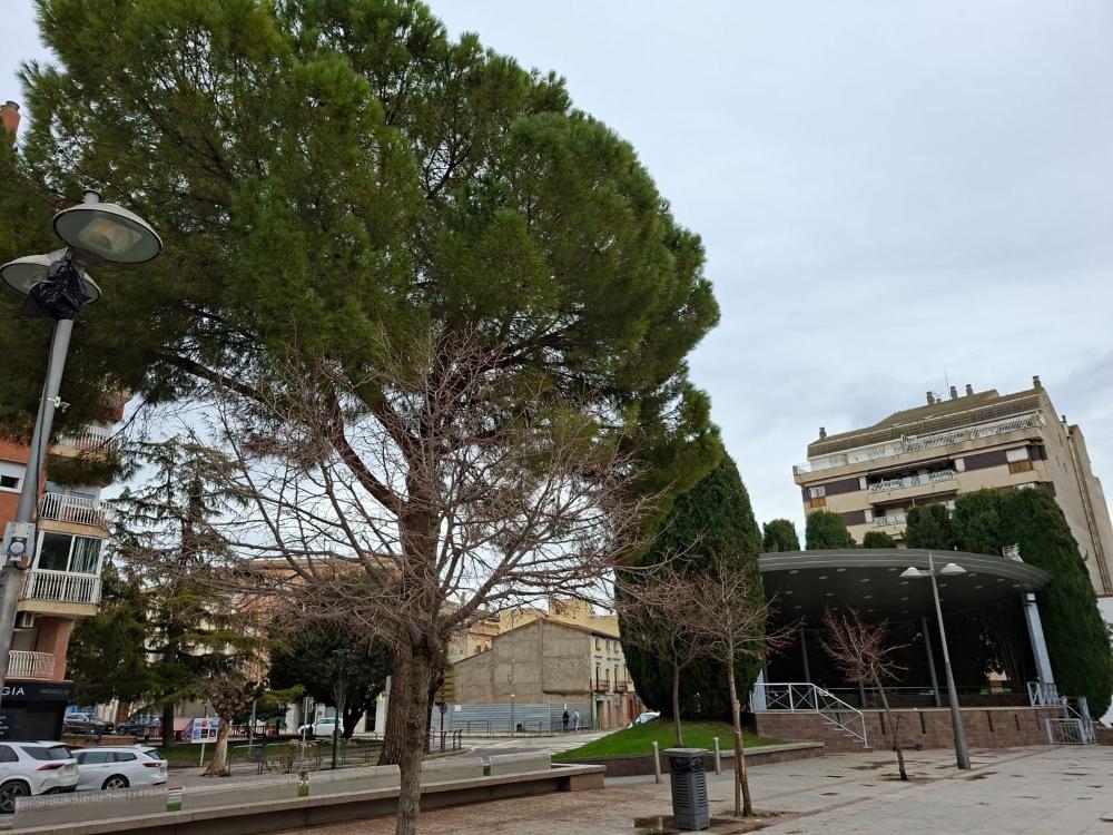 Imagen Instalado un sistema de disuasión de los estorninos