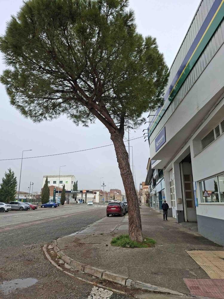 Imagen Sustitución de arbolado con afecciones por riesgo en la calzada