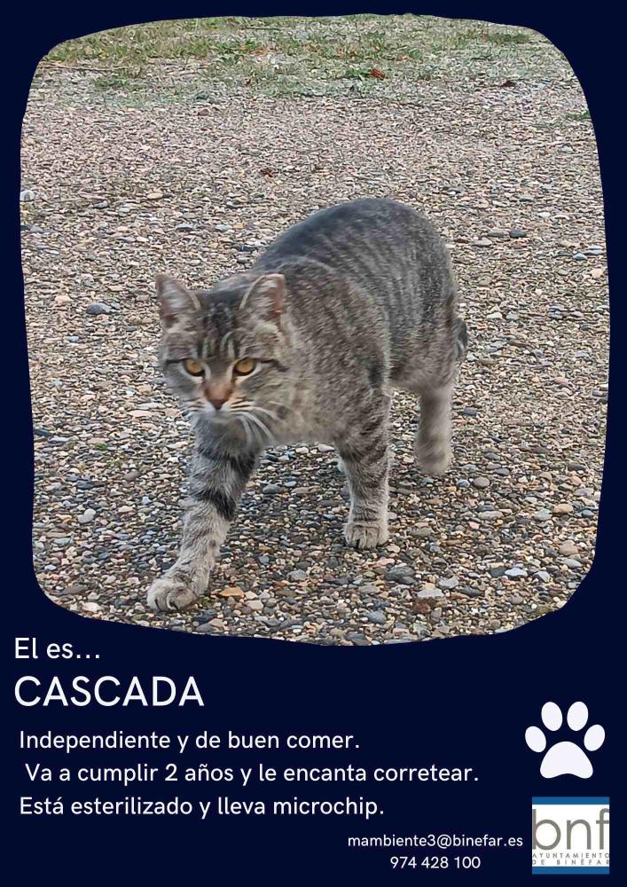 Imagen Adopta o acoge una mascota del refugio municipal