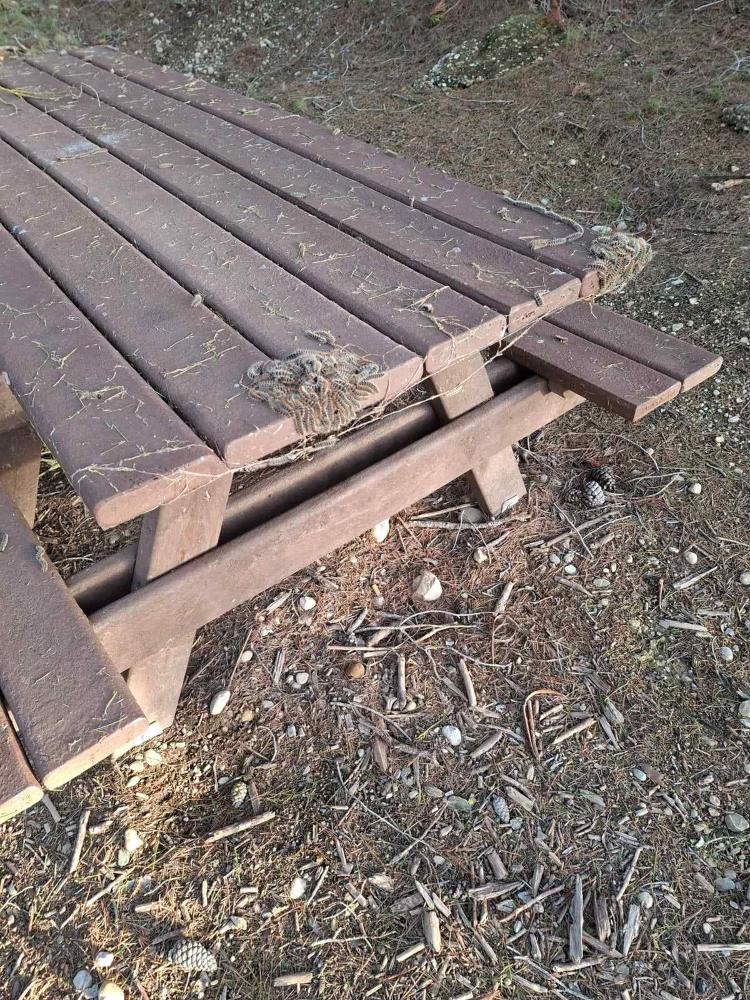 Imagen Precaución por la abundancia de procesionarias en la sierra de San Quílez y espacios naturales