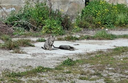 Imagen Binéfar va a realizar la captura, esterilización de gatos y su retorno a...