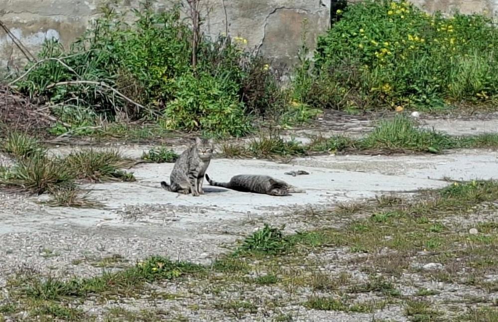 Imagen Binéfar va a realizar la captura, esterilización de gatos y su retorno a las colonias felinas