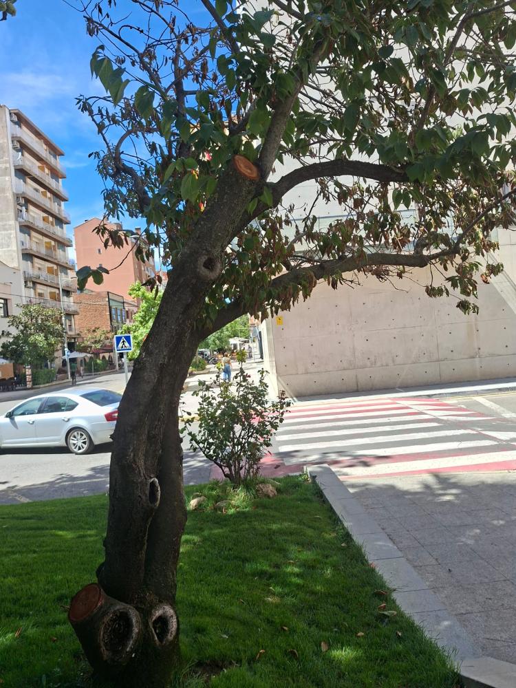Imagen Tala de dos pinos en la calle Almacellas por seguridad